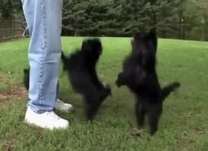 Leírása kutyafajta Affenpinscher tulajdonosok vélemények és fotók (kutya) Leírás Affenpinscher kutyafajta tulajdonosainak vélemények és fotók