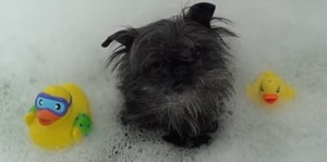 Leírás Affenpinscher kutyafajta tulajdonosainak vélemények és fotók (tulajdonosok) Leírás Affenpinscher kutyafajta tulajdonosainak vélemények és fotók