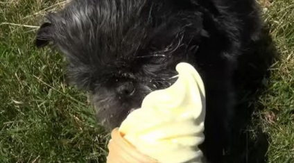 Leírása kutyafajta Affenpinscher tulajdonosok vélemények és fotók (kutya) Leírás Affenpinscher kutyafajta tulajdonosainak vélemények és fotók