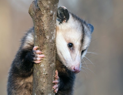 Possum - fotók, a faj leírása, élőhely, táplálkozás, szaporodás