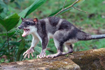 Possum - fotók, a faj leírása, élőhely, táplálkozás, szaporodás