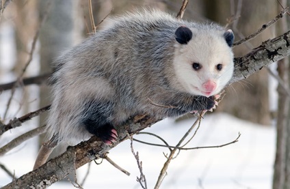 Possum - fotók, a faj leírása, élőhely, táplálkozás, szaporodás