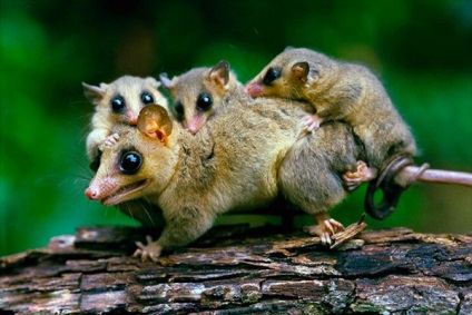 Possum - fotók, a faj leírása, élőhely, táplálkozás, szaporodás