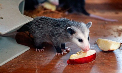 Possum - fotók, a faj leírása, élőhely, táplálkozás, szaporodás