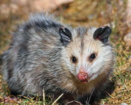 Possum - fotók, a faj leírása, élőhely, táplálkozás, szaporodás
