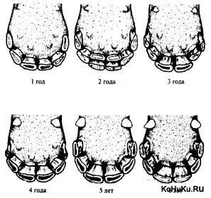 Életkorának meghatározásában egy ló a fogak