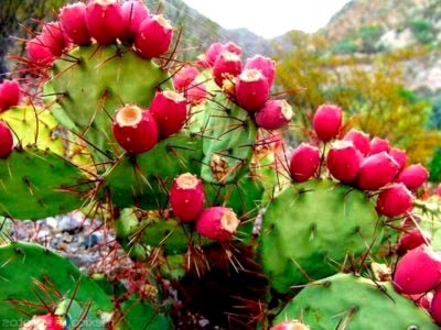 Opuntia kaktusz ellátás az otthoni és a tenyésztés