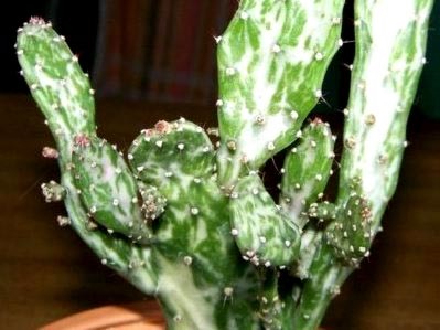 Opuntia kaktusz ellátás az otthoni és a tenyésztés