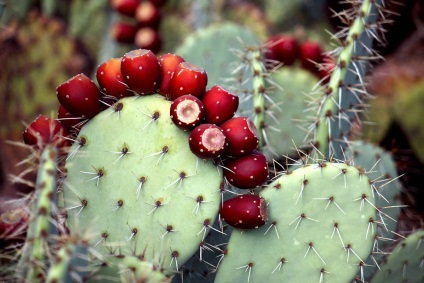 Opuntia ültetés, gondozás és szaporodásuk az otthon, a fajta kaktusz és képek