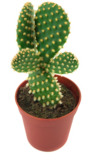 kaktusz fogyni