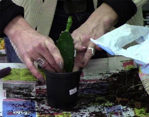 Opuntia ültetés, gondozás és szaporodásuk az otthon, a fajta kaktusz és képek