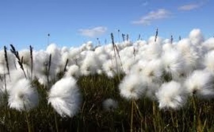 Biopamut - mi a csoda-Cotton