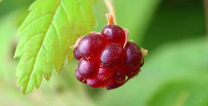 Mintegy gyógyító polyanike () Mintegy gyógyító polyanike