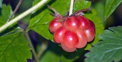 Mintegy gyógyító polyanike () Mintegy gyógyító polyanike