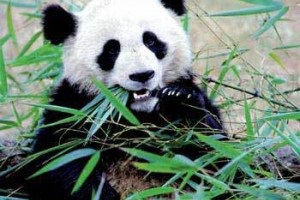 Panda, abc kínai
