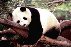 Panda, abc kínai
