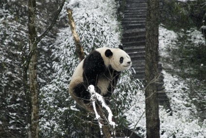 Panda, állat enciklopédia