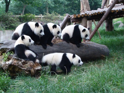 Panda, állat enciklopédia