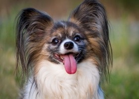 Papillon fajta karakter, egy kutya ellátás (rock) Papillon fajta karakter, egy kutya ellátás