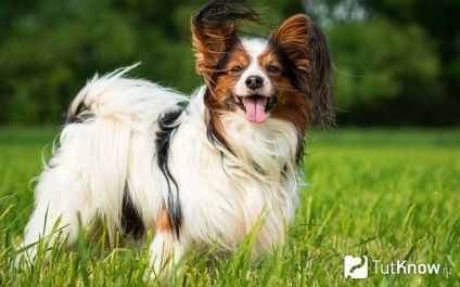 Papillon fajta karakter, egy kutya ellátás (spániel) Papillon fajta karakter, egy kutya ellátás