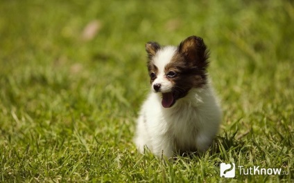 Papillon fajta karakter, egy kutya ellátás (ellátás) Papillon fajta karakter, egy kutya ellátás