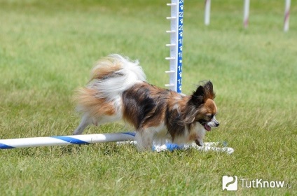 Papillon fajta karakter, egy kutya ellátás (spániel) Papillon fajta karakter, egy kutya ellátás