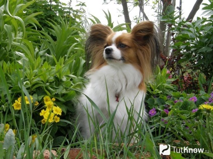 Papillon fajta karakter, egy kutya ellátás (Papillon) Papillon fajta karakter, egy kutya ellátás