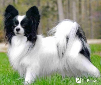 Papillon fajta karakter, ellátás a kutya (kutya) Papillon fajta karakter, egy kutya ellátás
