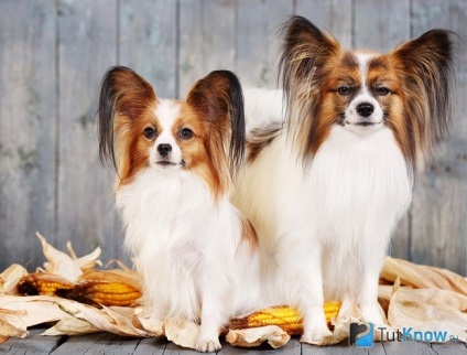 Papillon fajta karakter, ellátás a kutya (kutya) Papillon fajta karakter, egy kutya ellátás