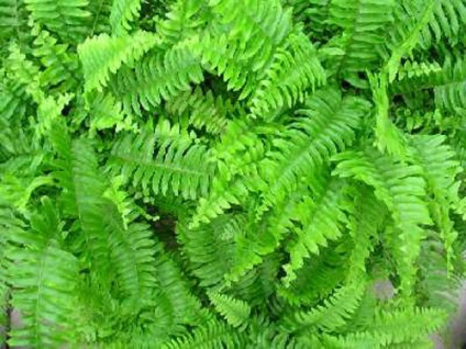 Fern otthoni gondozást, fotó (fedett páfrány) Fern otthoni gondozást, fotók