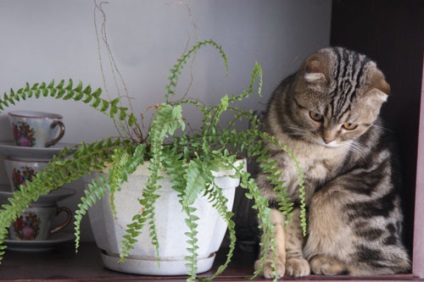 Fern otthoni gondozást, fotó (páfrány) Fern otthoni gondozást, fotók