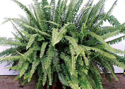 Fern otthoni gondozást, fénykép (cserepes páfrányok is) Fern otthoni gondozást, fotók