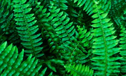 Fern otthoni gondozást, fotó (ellátás páfrány) Fern otthoni gondozást, fotók