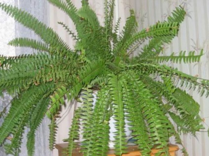 Fern otthoni gondozást, fénykép (cserepes páfrányok is) Fern otthoni gondozást, fotók