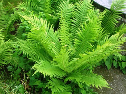 Fern otthoni gondozást, fotó (ellátás páfrány) Fern otthoni gondozást, fotók