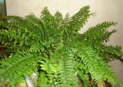 Fern otthoni gondozást, a fotó (a) Fern otthoni gondozást, fotók