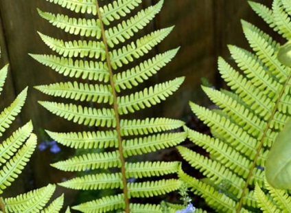 Fern otthoni gondozást, a fotó (a) Fern otthoni gondozást, fotók