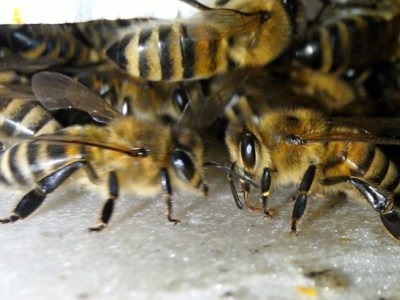 Bee kaki, azaz a használata