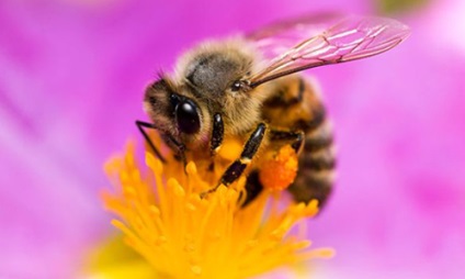 Podmore méhek és egyéb méhészeti termékek prosztatagyulladás