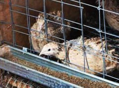 Fürj, mint a fürj etetni és hogyan táplálkoznak (feed) Fürj, fürj, mint a takarmány, és hogyan kell etetni őket