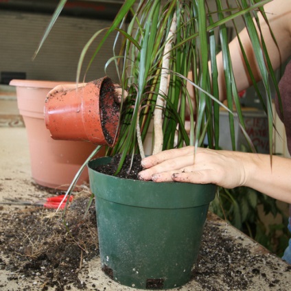 Transzplantációs dracaena otthon (transzplantációs) Transzplantációs Dracaena otthon