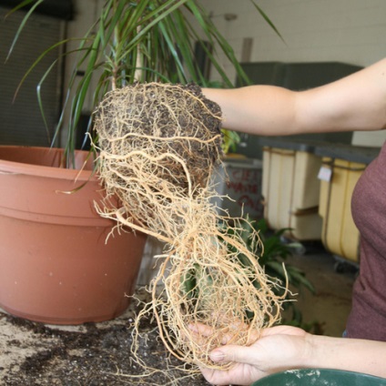 Transzplantációs dracaena otthon (Picture Kertészet perc) Transzplantációs Dracaena otthon