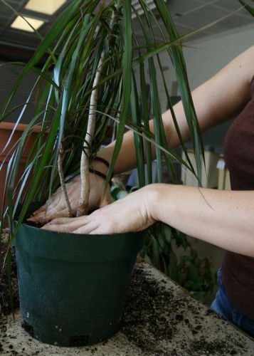 Transzplantációs dracaena otthon (transzplantáció dracaena otthon) Transzplantációs Dracaena otthon
