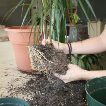 Transzplantációs Dracaena otthon