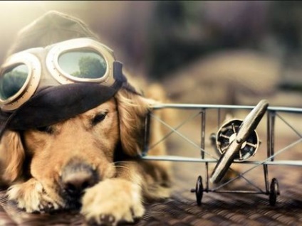Szállítás a kutyák a repülőgép szabályai JSC „Aeroflot - Hungarian Airlines”, szálloda kutyák