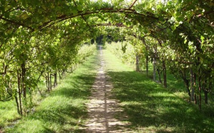 Pergola a kezüket - fa és fém