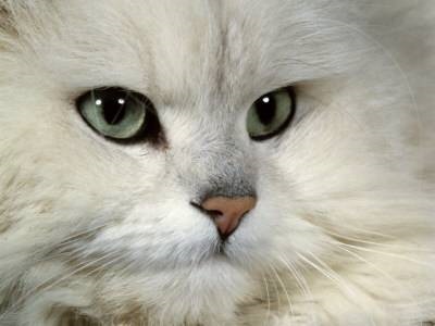 Perzsa macskák érintse gyapjú lélek