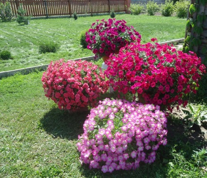 Petunia hang-Downing és kaszkád szemben cserepes növények