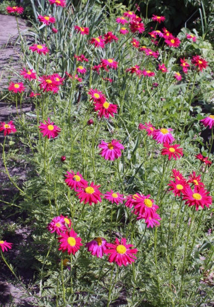 Őszi margitvirág - Dalmát vagy perzsa százszorszép, 6 hektáros