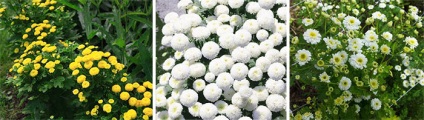 Őszi margitvirág vagy a perzsa százszorszép - milyen a növény és gondozás